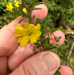 Hibbertia empetrifolia subsp. empetrifolia at Morton National Park - 11 Feb 2024 by lbradley