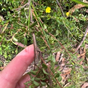 Hibbertia empetrifolia subsp. empetrifolia at Barrengarry, NSW - 11 Feb 2024 02:03 PM