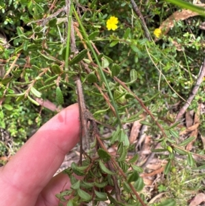 Hibbertia empetrifolia subsp. empetrifolia at Barrengarry, NSW - 11 Feb 2024