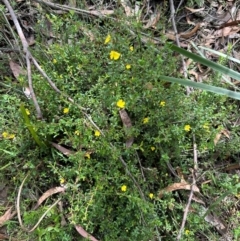 Hibbertia empetrifolia subsp. empetrifolia at Barrengarry, NSW - 11 Feb 2024