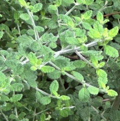 Prostanthera incana (Velvet Mint-bush) at Barrengarry, NSW - 11 Feb 2024 by lbradleyKV