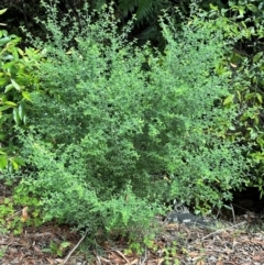 Prostanthera incana at Barrengarry, NSW - 11 Feb 2024 01:58 PM