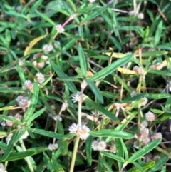 Alternanthera denticulata (Lesser Joyweed) at Hall, ACT - 3 Feb 2024 by strigo