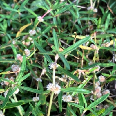 Alternanthera denticulata (Lesser Joyweed) at Hall, ACT - 4 Feb 2024 by strigo