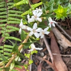 Epacris pulchella at Barrengarry, NSW - 11 Feb 2024