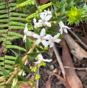 Epacris pulchella at Morton National Park - 11 Feb 2024