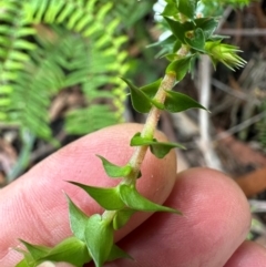 Epacris pulchella at Barrengarry, NSW - 11 Feb 2024