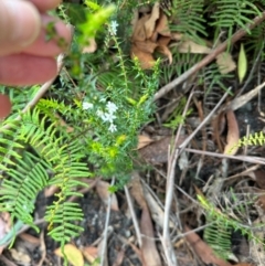 Epacris pulchella at Barrengarry, NSW - 11 Feb 2024