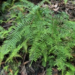 Gleichenia microphylla (Scrambling Coral Fern) at Barrengarry, NSW - 11 Feb 2024 by lbradley