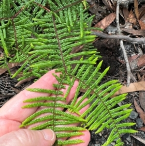 Gleichenia microphylla at Barrengarry, NSW - suppressed