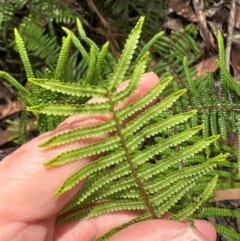 Gleichenia microphylla at Morton National Park - 11 Feb 2024