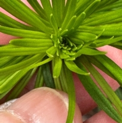 Poranthera corymbosa (Clustered Poranthera) at Morton National Park - 11 Feb 2024 by lbradley