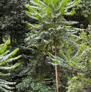 Polyscias murrayi at Barrengarry, NSW - 11 Feb 2024 01:31 PM