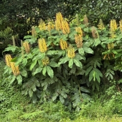 Hedychium gardnerianum at Barrengarry, NSW - 11 Feb 2024