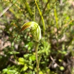 Diplodium decurvum (Summer greenhood) at Namadgi National Park - 11 Feb 2024 by Bushpig