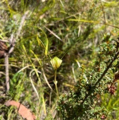 Diplodium decurvum at Namadgi National Park - suppressed