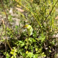 Diplodium decurvum at Namadgi National Park - suppressed