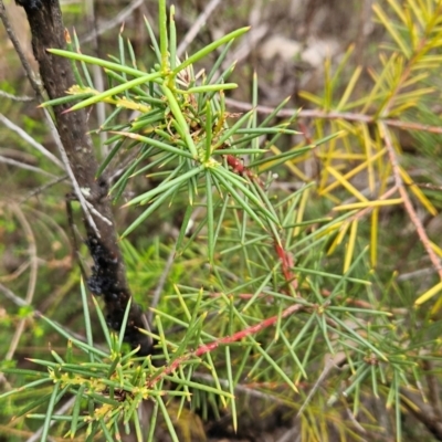 Hakea decurrens subsp. decurrens (Bushy Needlewood) at Tharwa, ACT - 10 Feb 2024 by BethanyDunne