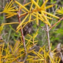 Hakea decurrens subsp. decurrens at Namadgi National Park - 11 Feb 2024