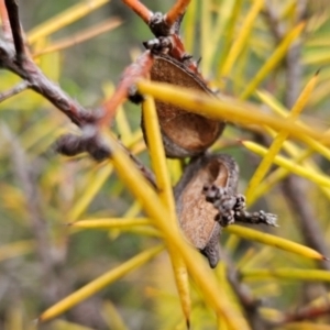 Hakea decurrens subsp. decurrens at Namadgi National Park - 11 Feb 2024 10:19 AM