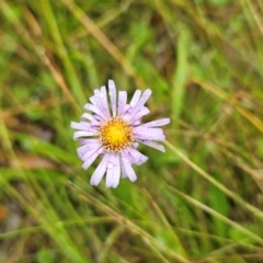 Brachyscome scapigera (Tufted Daisy) at Namadgi National Park - 10 Feb 2024 by BethanyDunne