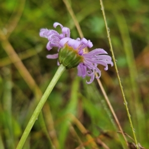 Brachyscome scapigera at Namadgi National Park - 11 Feb 2024