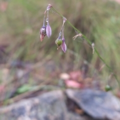 Arthropodium milleflorum (Vanilla Lily) at Tharwa, ACT - 10 Feb 2024 by BethanyDunne