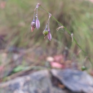 Arthropodium milleflorum at Namadgi National Park - 11 Feb 2024 08:24 AM