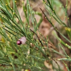 Exocarpos strictus at Namadgi National Park - 11 Feb 2024