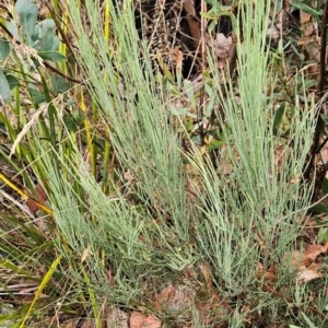 Exocarpos strictus at Namadgi National Park - 11 Feb 2024