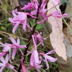 Dipodium roseum (Rosy Hyacinth Orchid) at Tharwa, ACT - 10 Feb 2024 by BethanyDunne