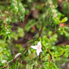 Boronia algida (Alpine Boronia) at Namadgi National Park - 10 Feb 2024 by BethanyDunne