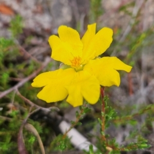 Hibbertia ericifolia subsp. ericifolia at Namadgi National Park - 11 Feb 2024 07:29 AM