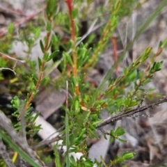 Hibbertia ericifolia subsp. ericifolia at Namadgi National Park - 11 Feb 2024 07:29 AM