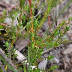 Hibbertia ericifolia subsp. ericifolia at Namadgi National Park - 11 Feb 2024 07:29 AM