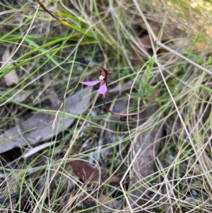 Eriochilus magenteus at Namadgi National Park - suppressed