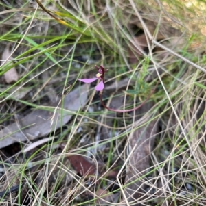 Eriochilus magenteus at Namadgi National Park - 11 Feb 2024