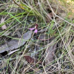 Eriochilus magenteus (Magenta Autumn Orchid) at Namadgi National Park - 11 Feb 2024 by Bushpig