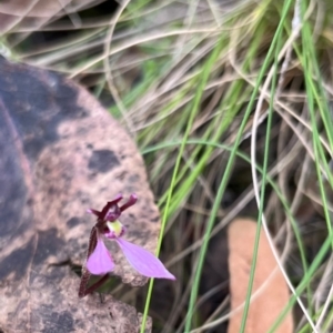 Eriochilus magenteus at Namadgi National Park - suppressed