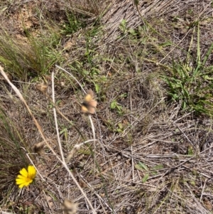 Lucia limbaria at National Arboretum Woodland - 11 Feb 2024