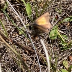 Lucia limbaria at National Arboretum Woodland - 11 Feb 2024