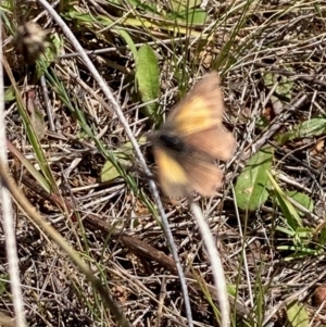 Lucia limbaria at National Arboretum Woodland - 11 Feb 2024