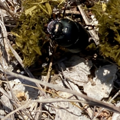 Onthophagus australis at Yarralumla, ACT - 11 Feb 2024 by NickiTaws