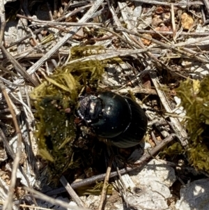 Onthophagus australis at National Arboretum Woodland - 11 Feb 2024 12:08 PM