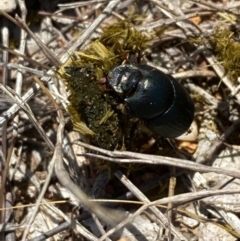 Onthophagus australis at National Arboretum Woodland - 11 Feb 2024 12:08 PM