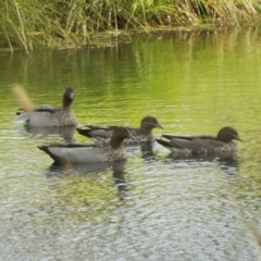 Chenonetta jubata (Australian Wood Duck) at Gunning, NSW - 7 Feb 2024 by JohnS