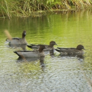 Chenonetta jubata at Gunning Bush Block - 8 Feb 2024