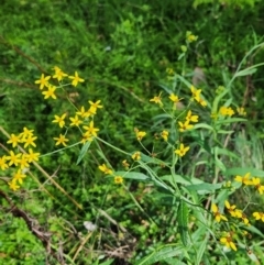 Senecio linearifolius var. arachnoideus (Cobweb Fireweed Groundsel) at SCR380 at Windellama - 8 Feb 2024 by peterchandler