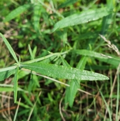 Senecio linearifolius var. arachnoideus at SCR380 at Windellama - suppressed