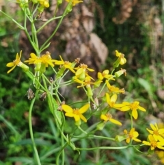 Senecio linearifolius var. arachnoideus at SCR380 at Windellama - 8 Feb 2024